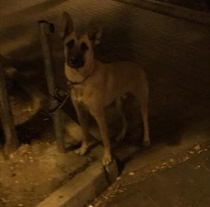 «Questo cane vagava vicino alle villette di Via Ruvo, aiutatemi a trovarne i padroni»