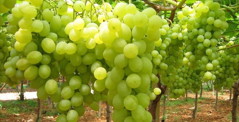 Uva da tavola
