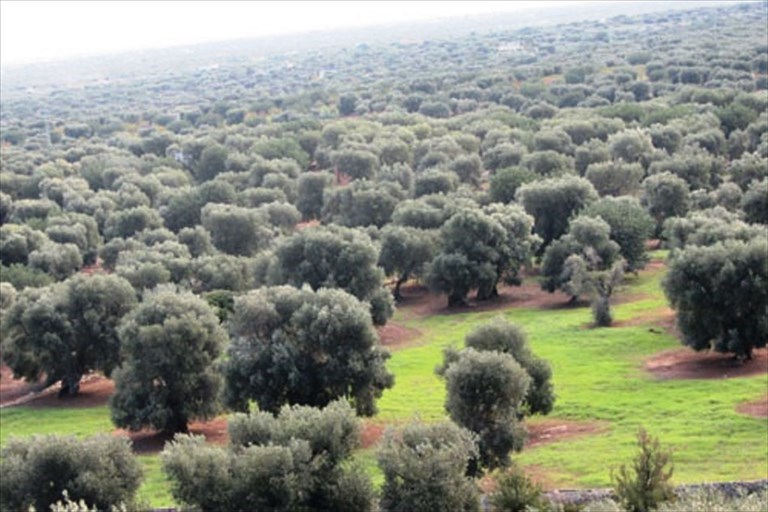 Xylella