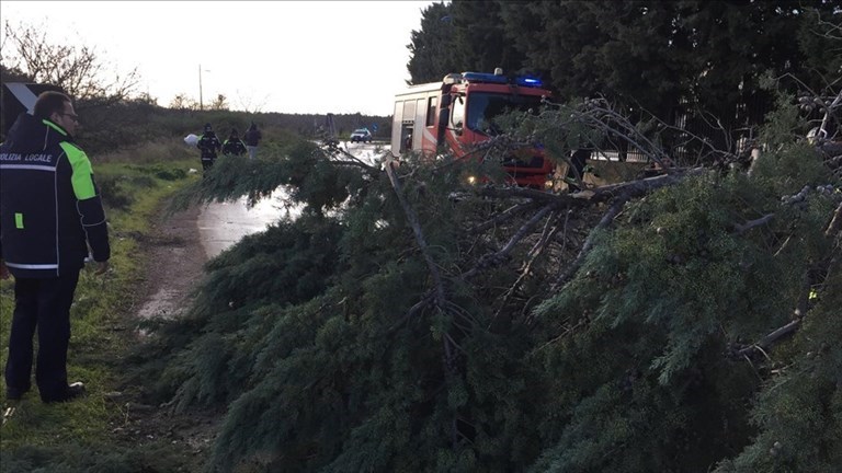 Crollano alberi sulla complanare della provinciale 231