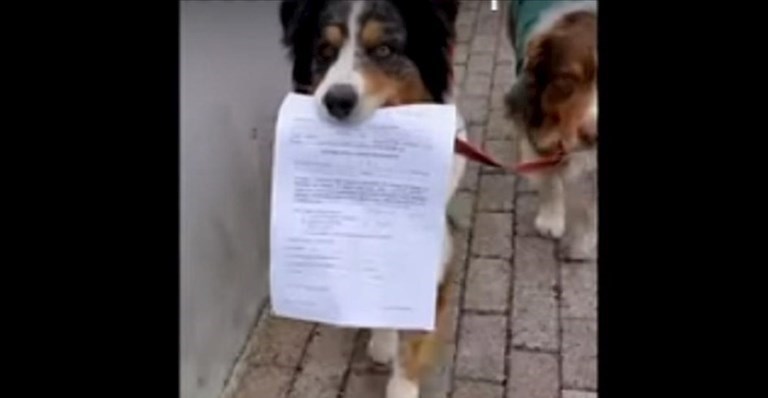Cani a spasso