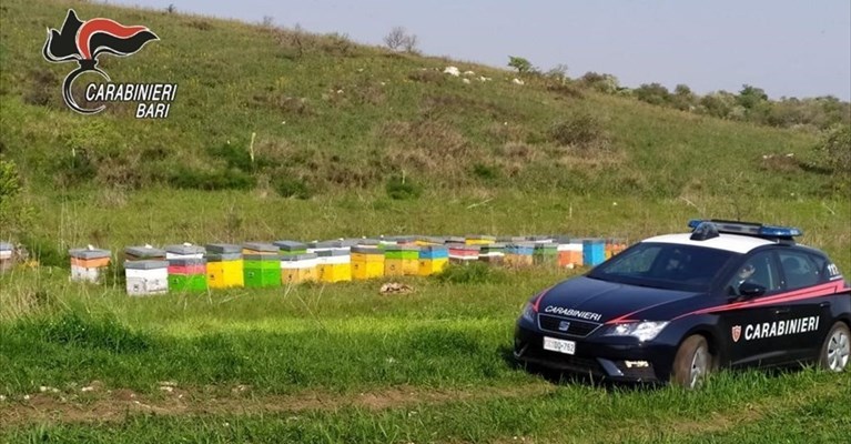 L'operazione dei Carabinieri