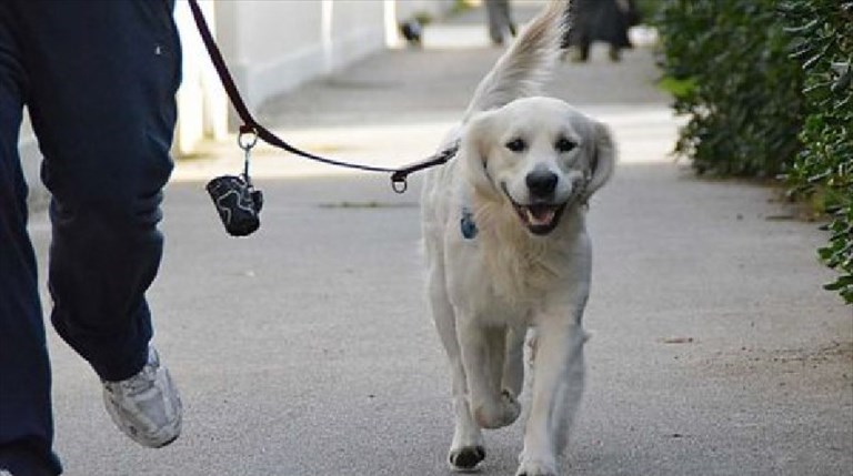 cane a spasso