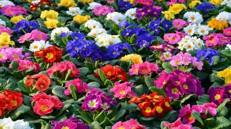 Fiori