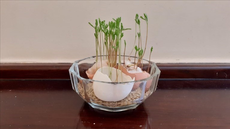 Germogli di lenticchia