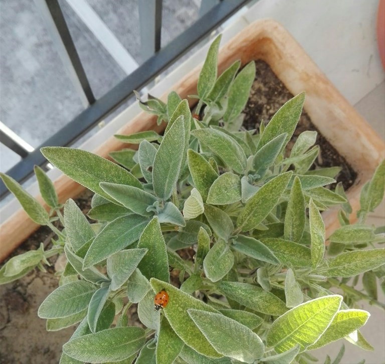 Invasione di coccinelle