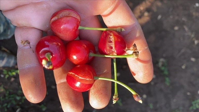 Ciliegie distrutte dalla grandine