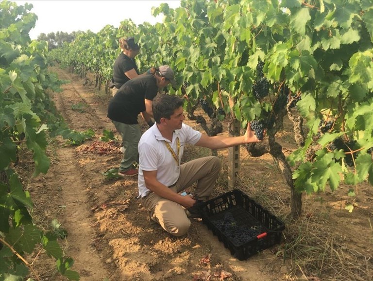 Al via la vendemmia in Puglia