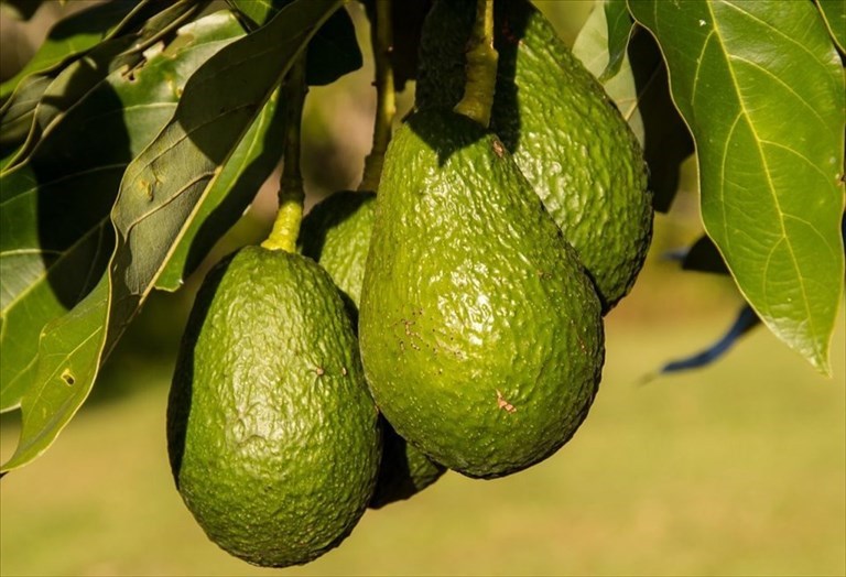 Avocado made in Puglia