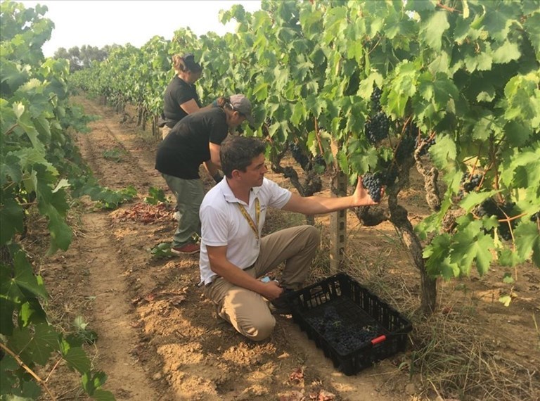Al via la vendemmia in Puglia