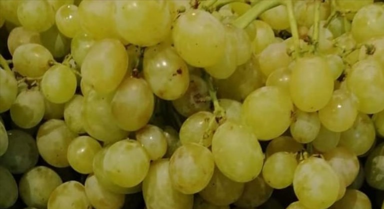 Uva bianca Italia