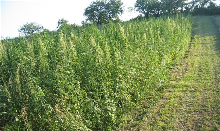 Canapa in agricoltura