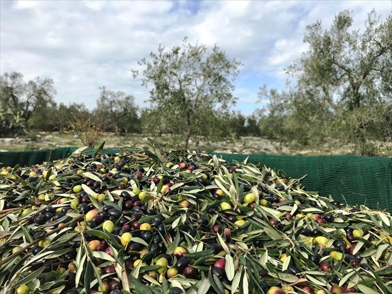 Raccolta delle olive