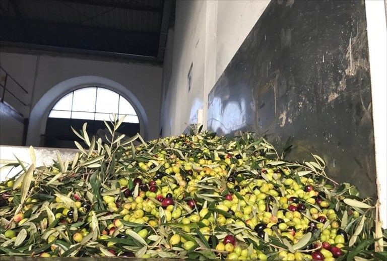 Le olive prima della molitura