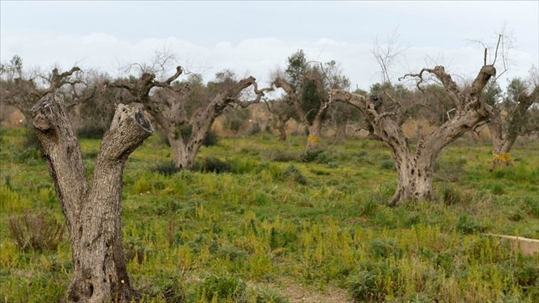 Xylella: Coldiretti Puglia