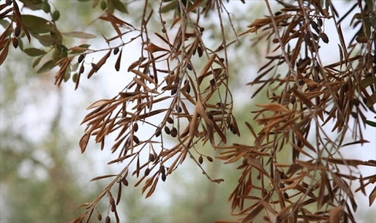 Alberi colpiti da Xylella