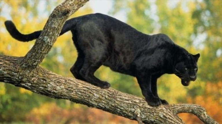 Pantera