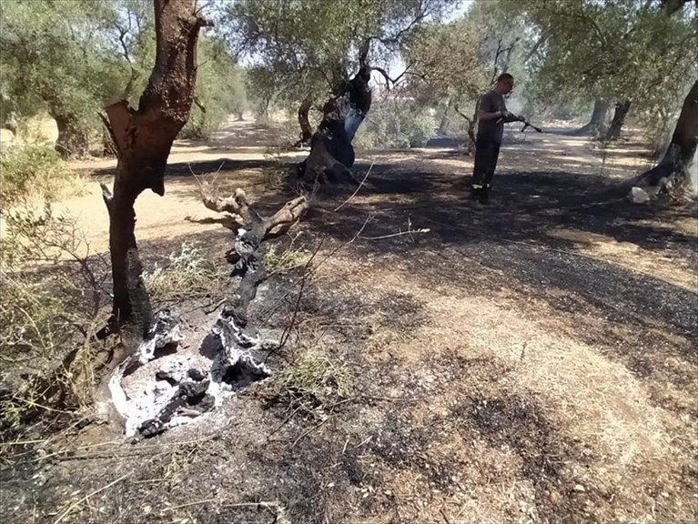 Ulivi in fiamme tra Molfetta e Terlizzi