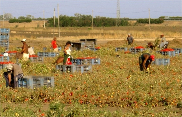 Immigrati a lavoro nei campi