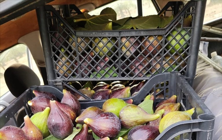 Allarme per frutta e verdura pronte per la raccolta