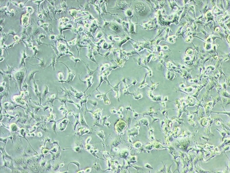 Isolata in Puglia la variante Omicron dall’Istituto Zooprofilattico