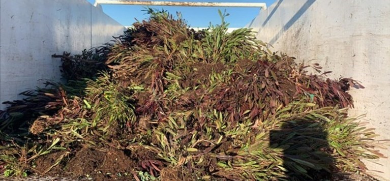 Gli ulivi infetti da Xylella distrutti nel centro produzione Bat