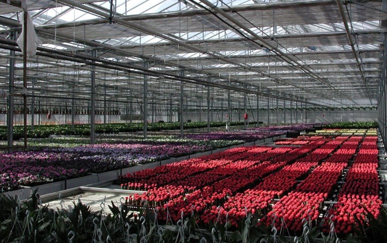 Una serra fiori della Florpagano