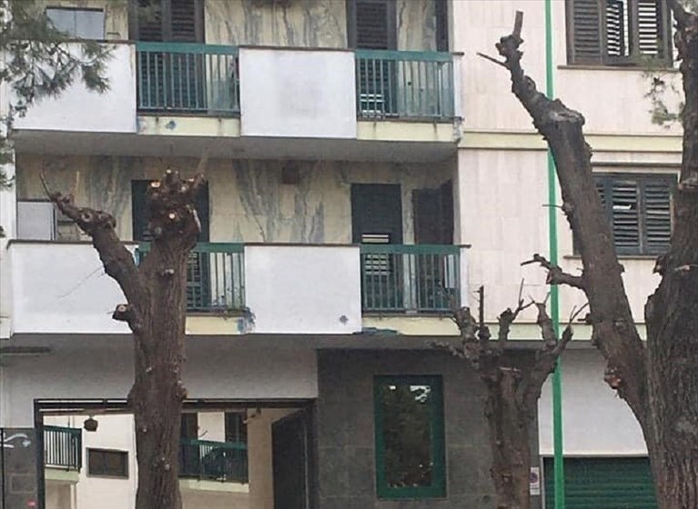 Alberi capitozzati