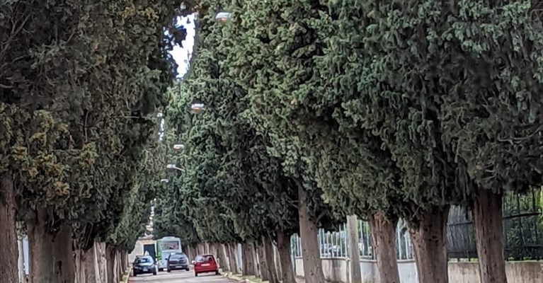 Il viale del cimitero