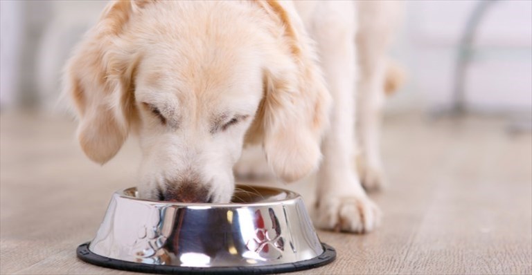 I benefici dei cibi monoproteici per cani