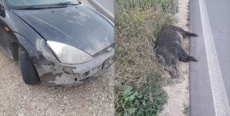 Incidente auto con un cinghiale