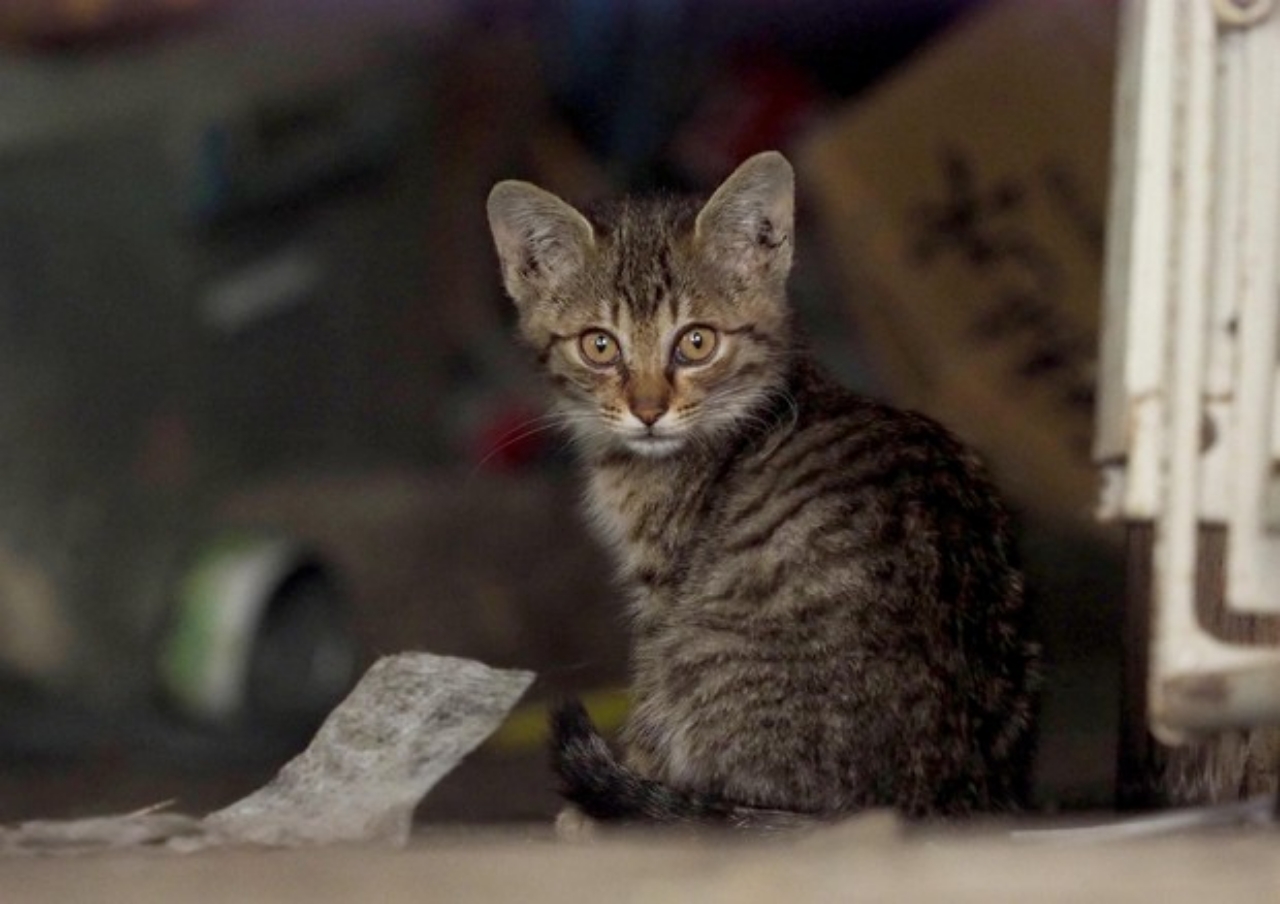 Orrore a Terlizzi, gatto arso vivo nei locali di una scuola