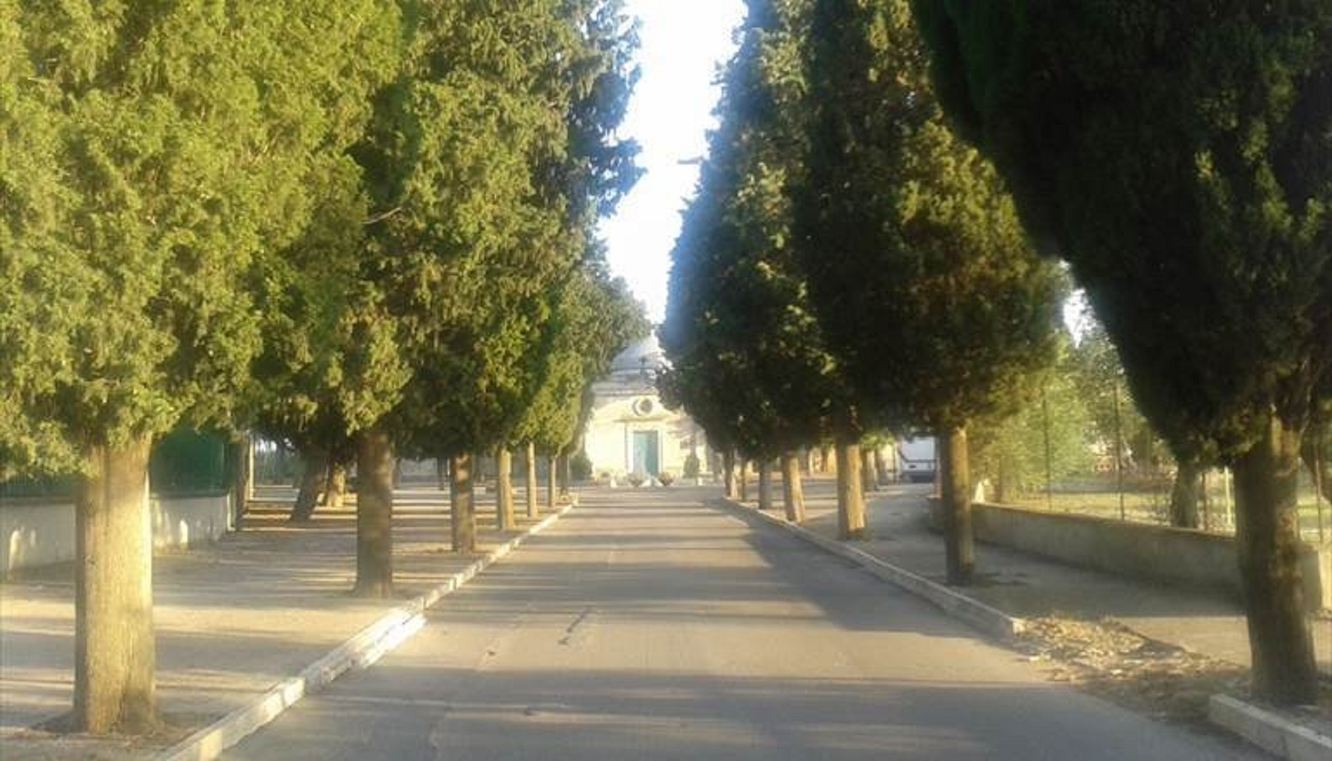 Due novembre, nei cimiteri 60mila crisantemi. Ma anche lisiantus, girasoli e ciclamini
