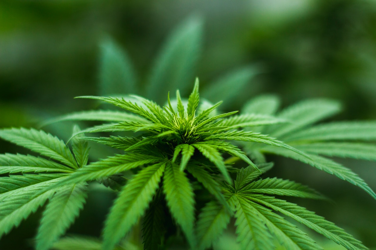 Come sono nate le varietà di cannabis autofiorente?