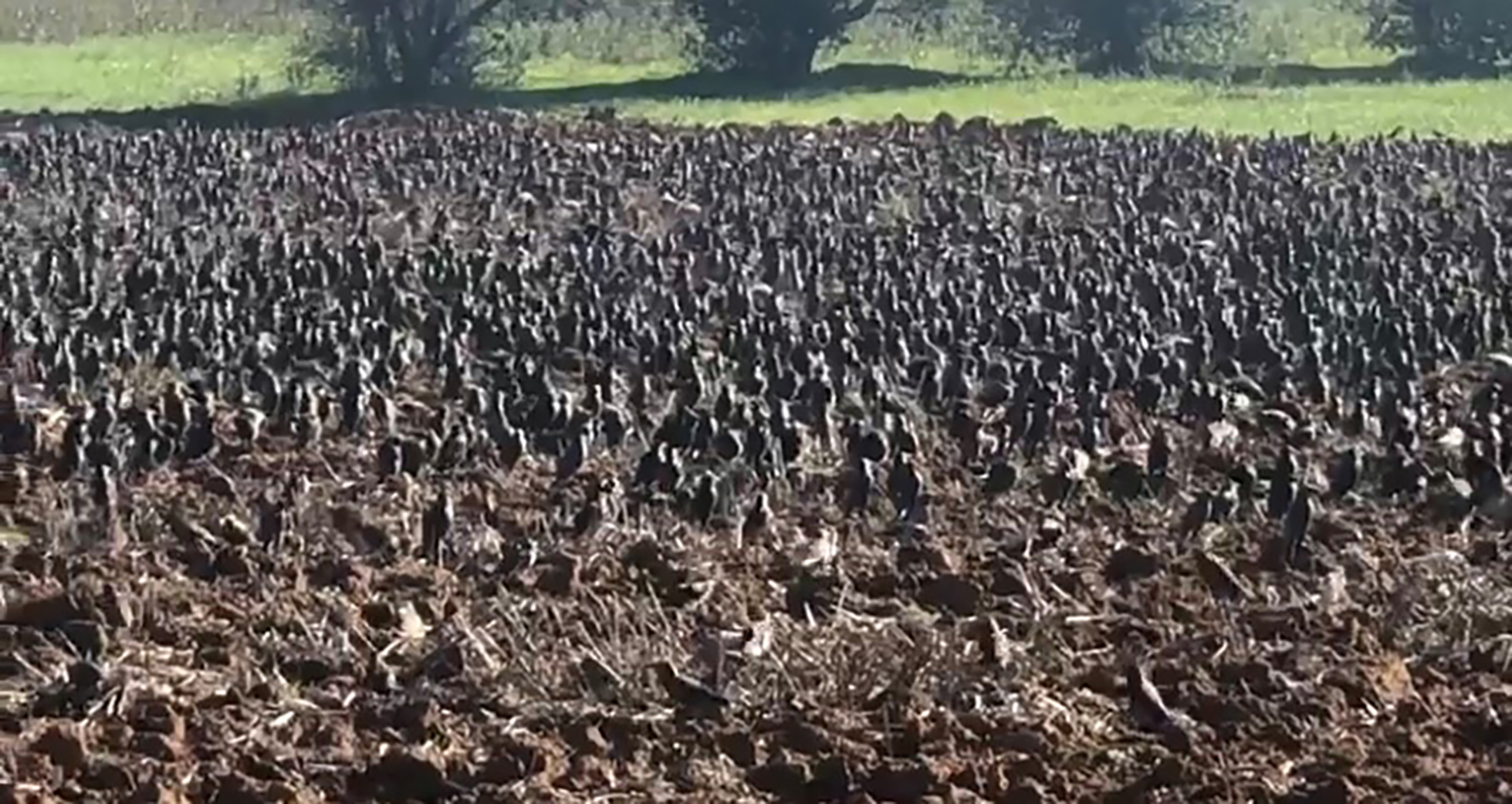 Migliaia di storni nelle campagne: razzia di olive e piazzole danneggiate