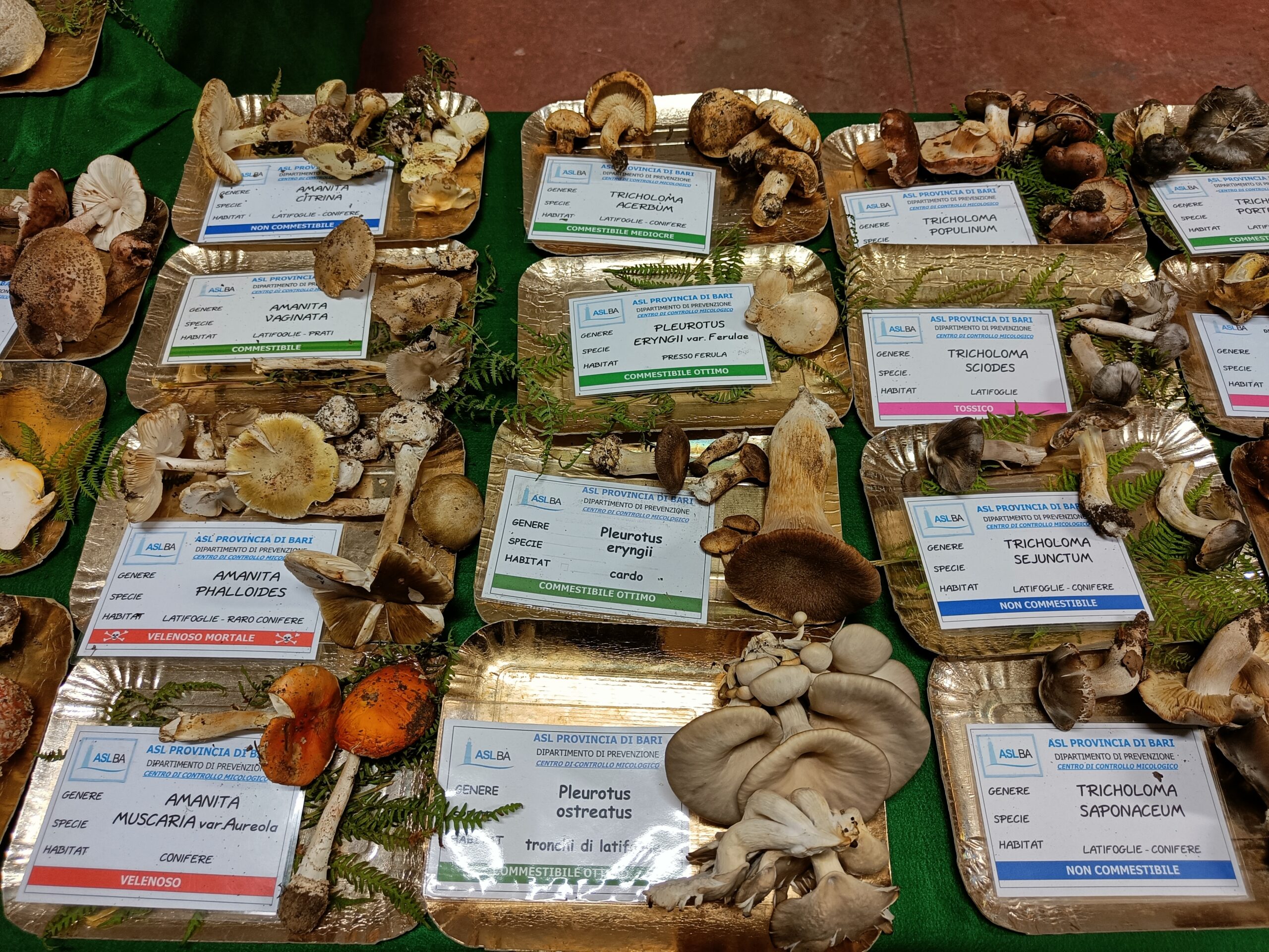 Intossicazioni da funghi, come evitarle: la Asl realizza un vademecum
