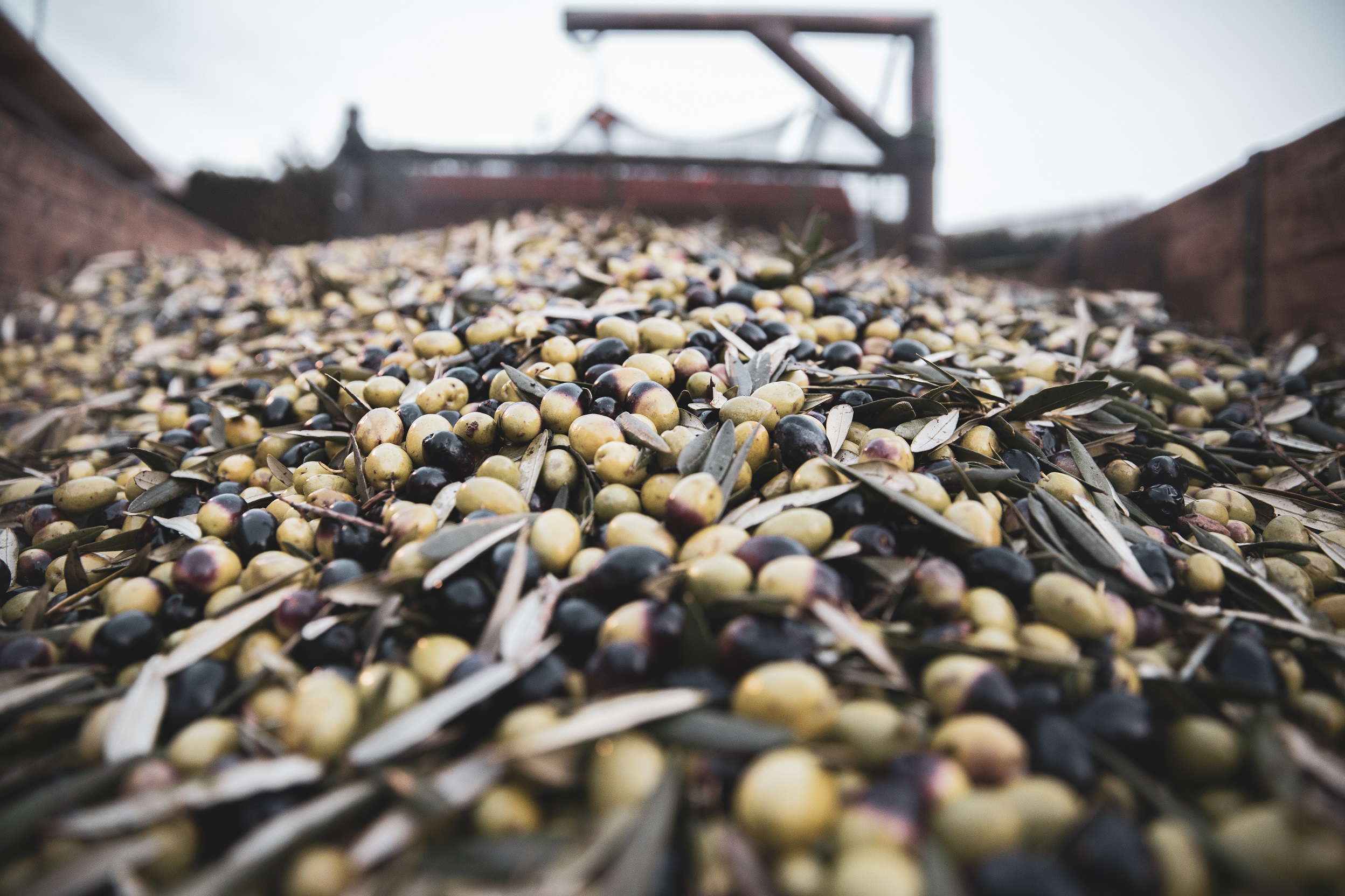 Coldiretti puglia, perso 52% dell’olio pugliese. Se ne consumano almeno 8 kg a testa