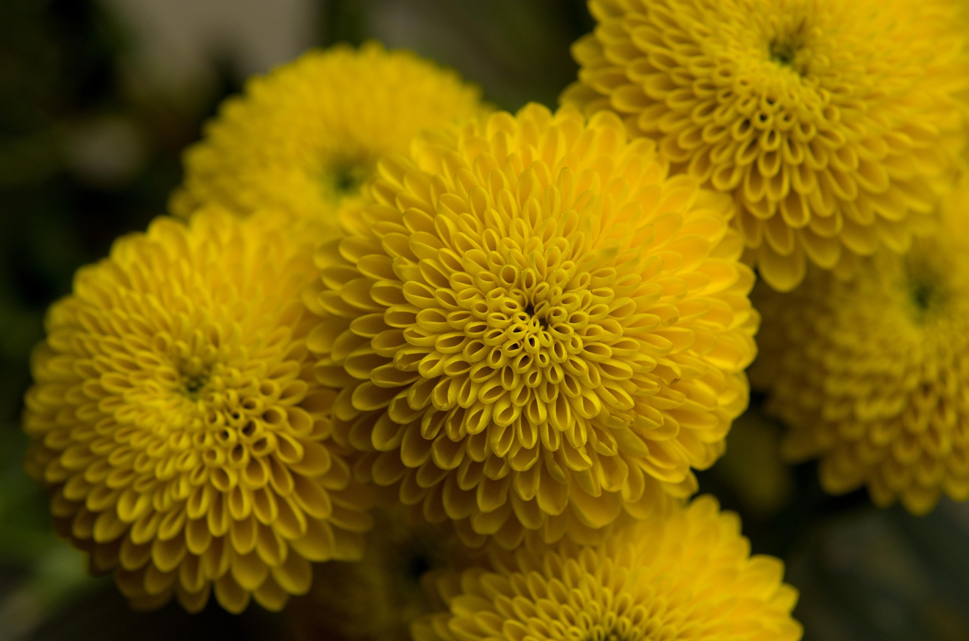 Sciopero dei trasporti, a rischio la vendita dei fiori per Ognissanti