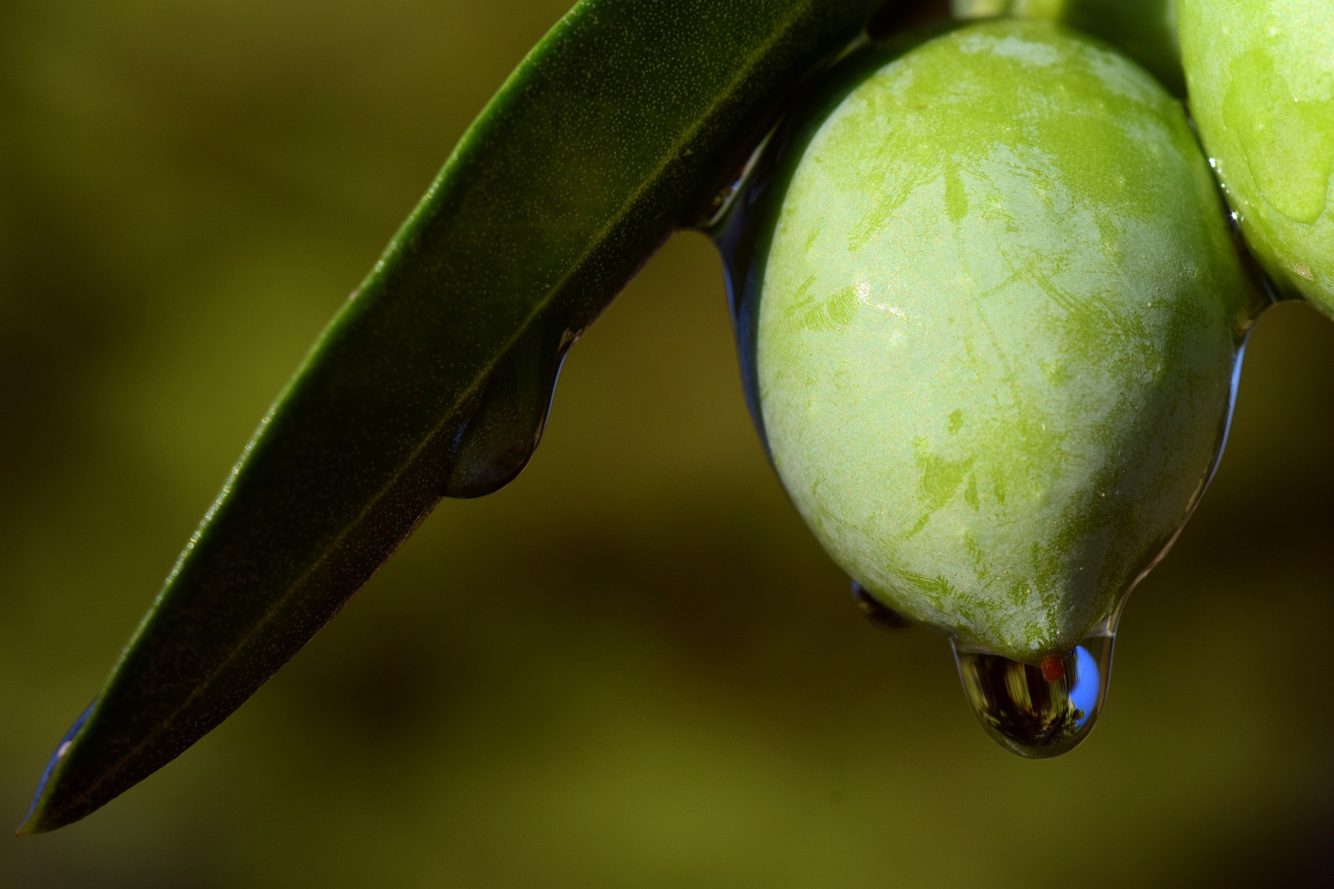 Terlizzi parteciperà alla Fiera “Olio Capitale” di Trieste