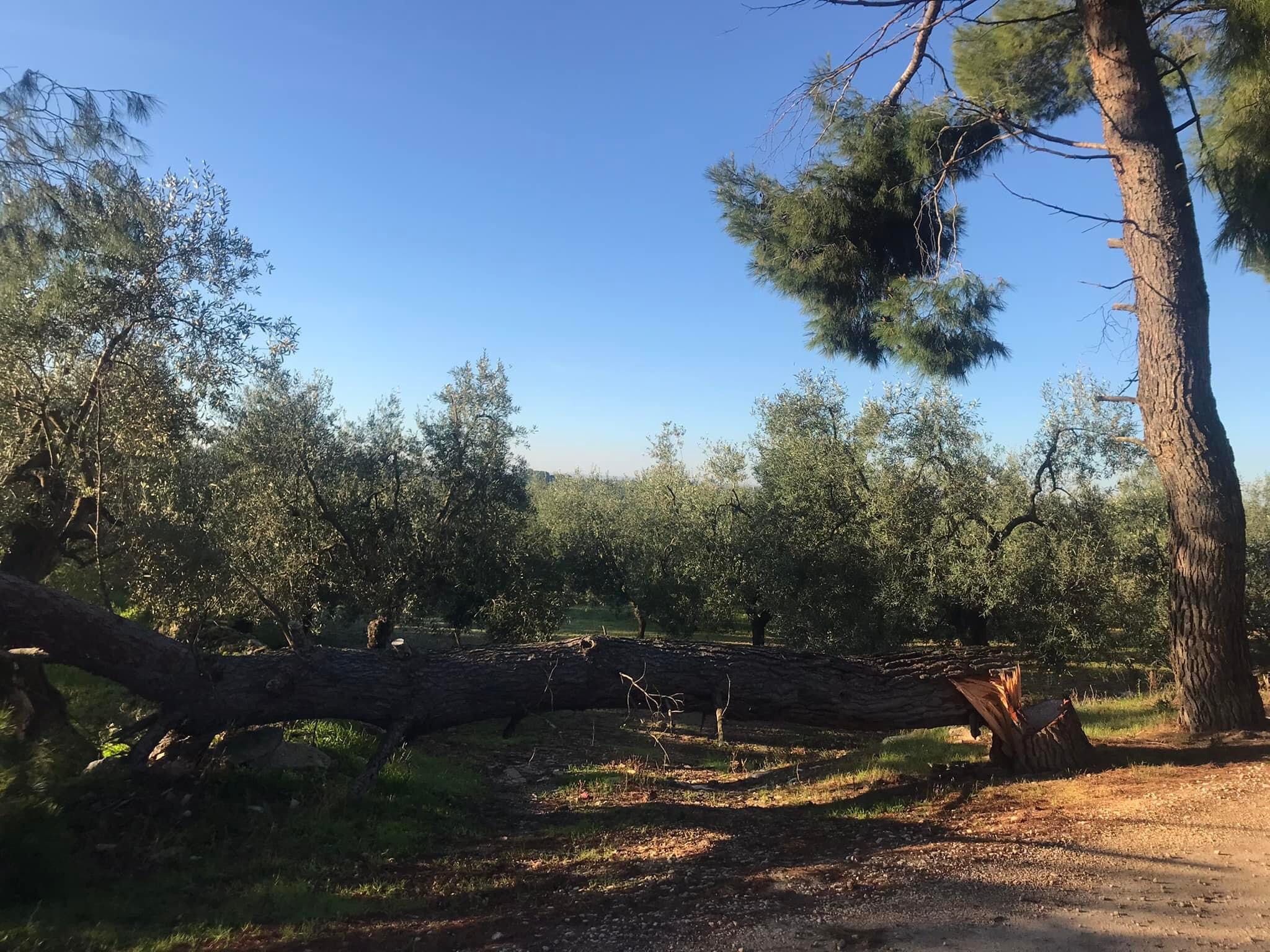 Pino secolare segato e abbattuto sulla via Francigena Appia Traiana