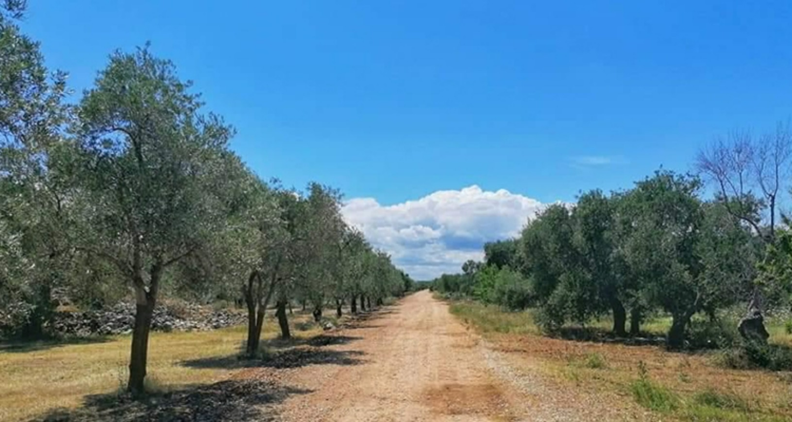 L’antica via Appia candidata patrimonio dell’Unesco: Terlizzi tra le città interessate
