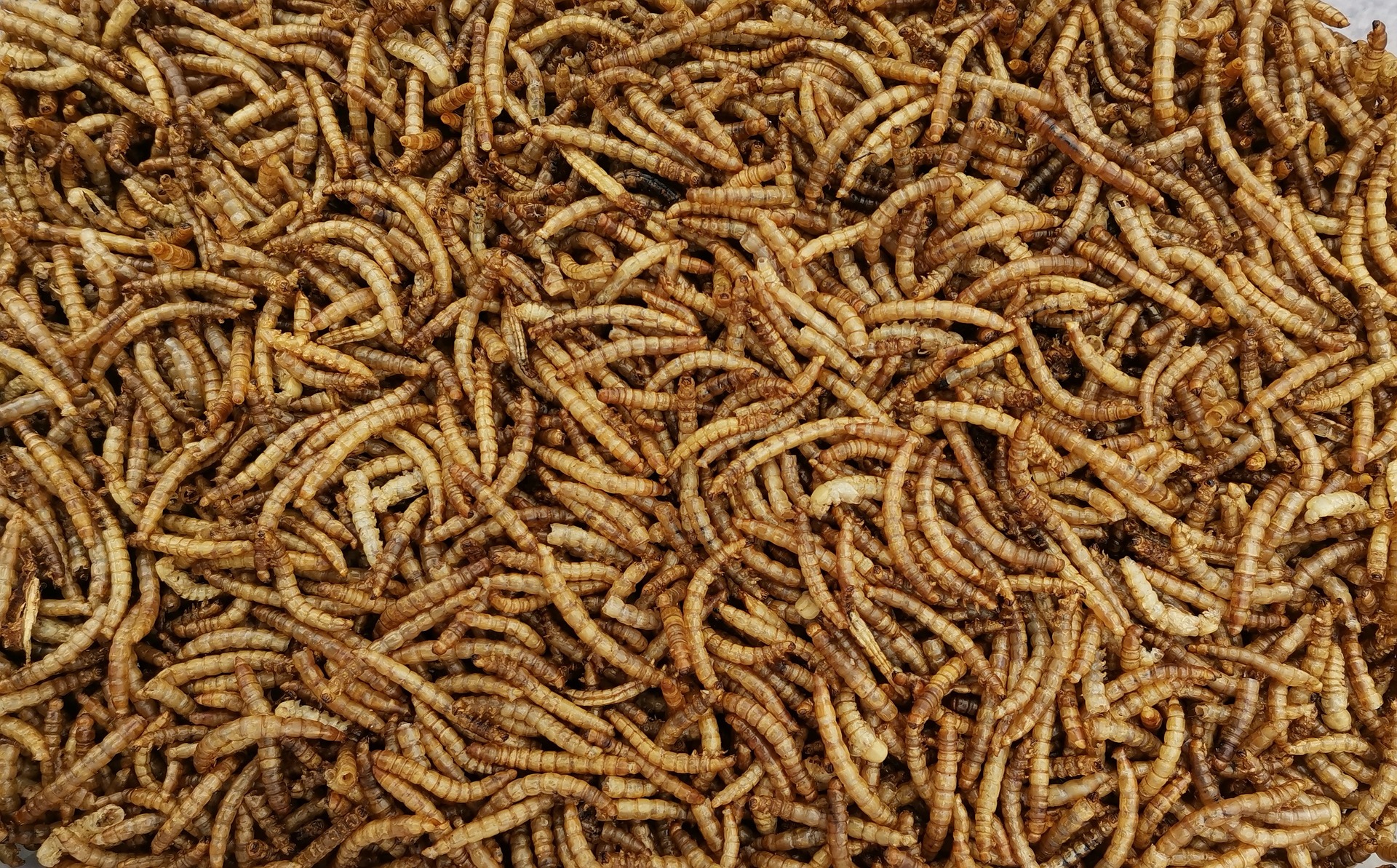 Da oggi via libera all’utilizzo alimentare di alcuni vermi e insetti