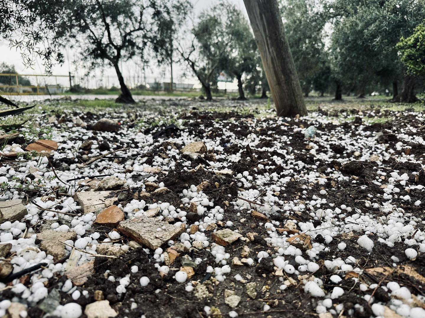 Violenta grandinata a Terlizzi: apprensione per le colture