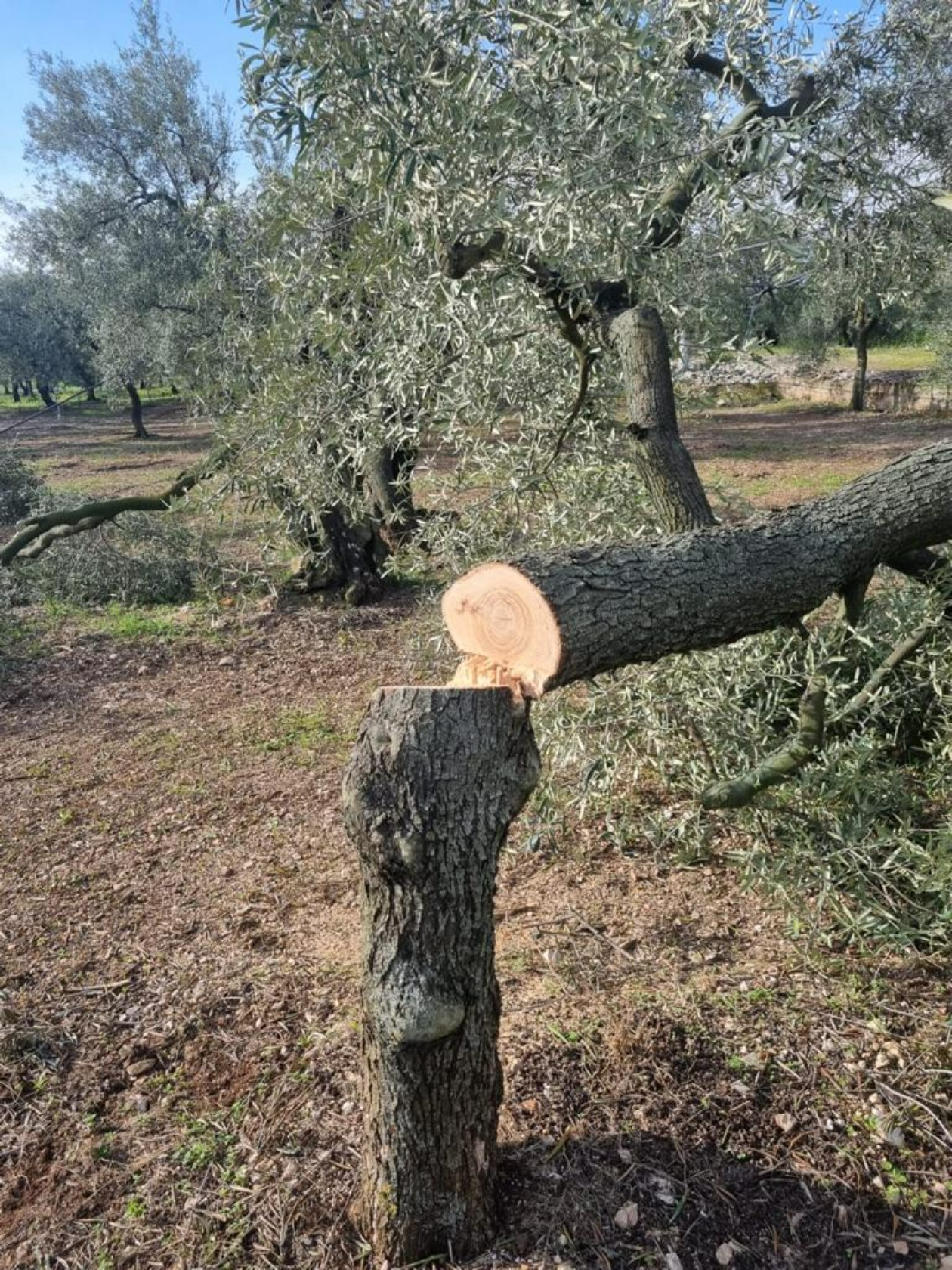 Oliveto devastato fra Terlizzi e Molfetta, piante troncate con la motosega