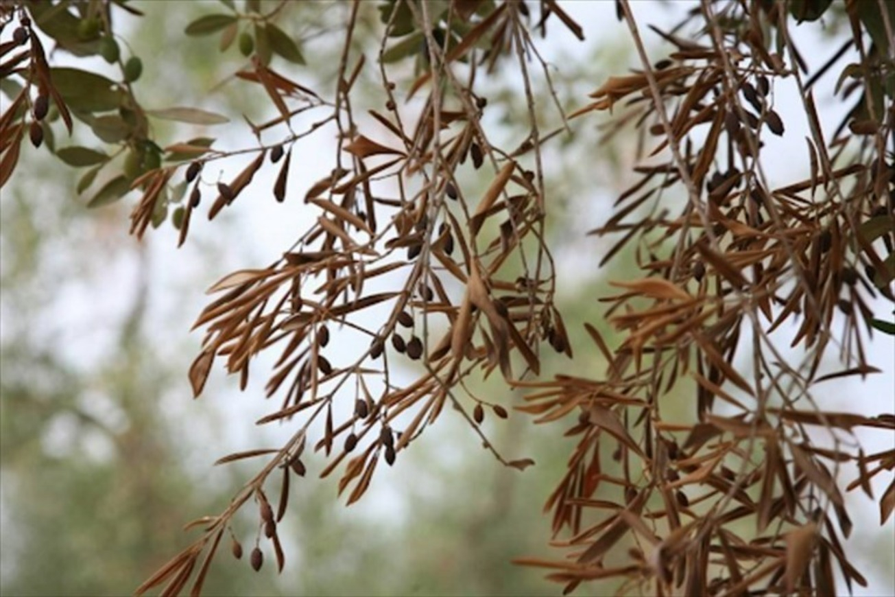 Xylella: ancora nessuna risorsa agli agricoltori per espianti e reimpianti di ulivi secchi