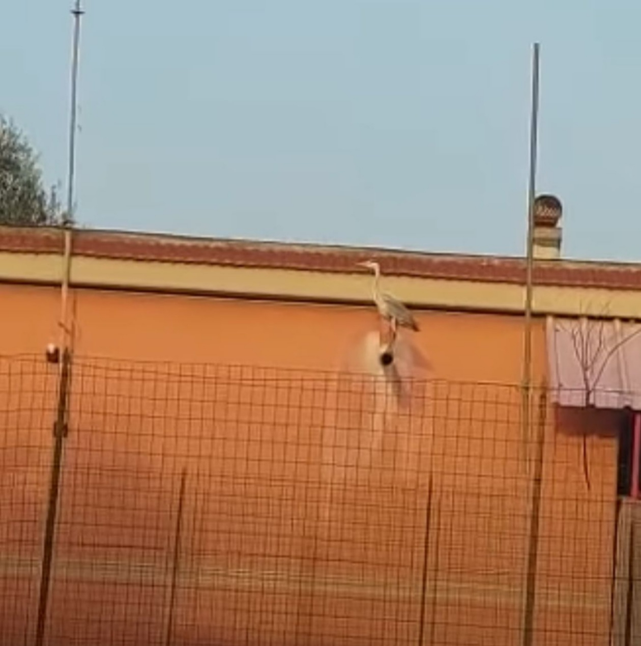 Un airone a Terlizzi: avvistato in località La Cagnara