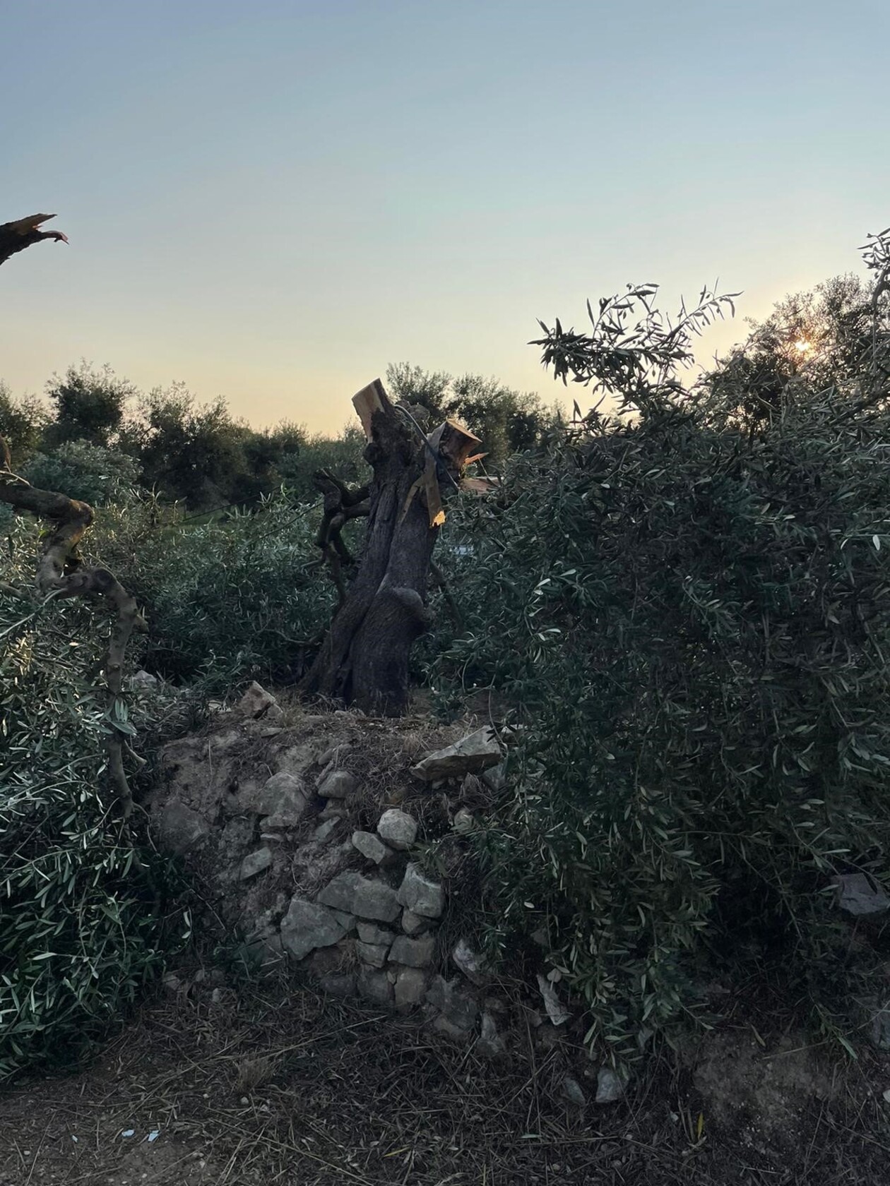 E’ sempre più strage di alberi nelle campagne di Terlizzi: 20 ulivi tranciati nella notte
