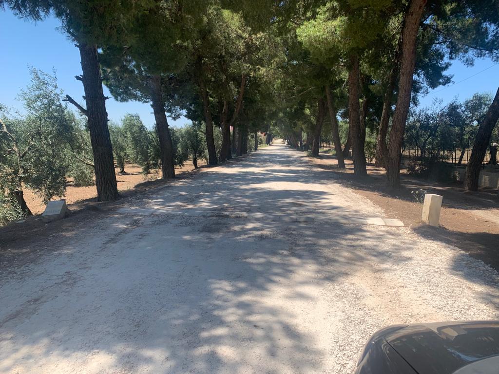 Via Appia-Traiana, da lunedì 29 abbattimenti urgenti degli alberi a rischio: in autunno nuove piantumazioni