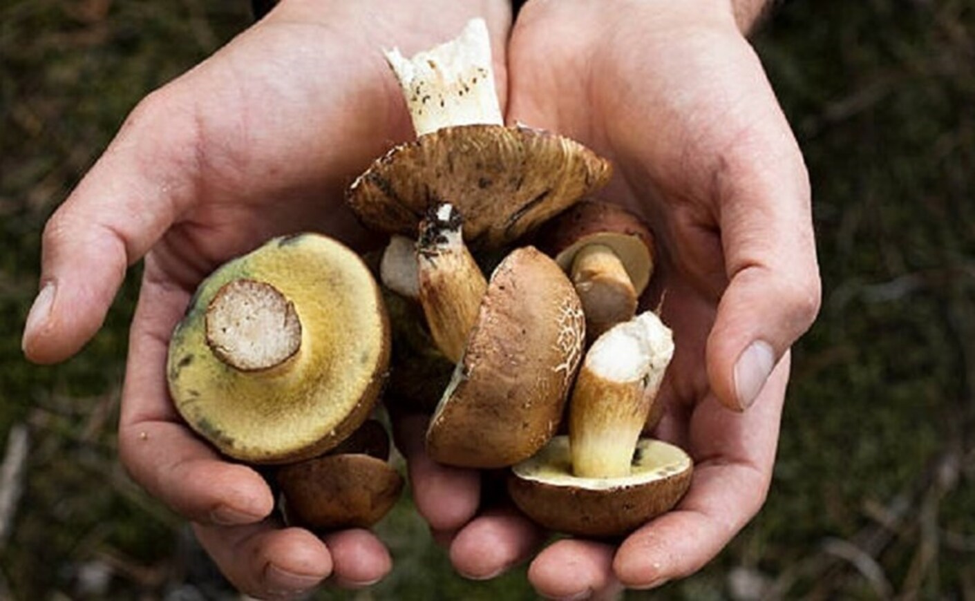 Corso di formazione per l’identificazione delle specie fungine: aperte le iscrizioni