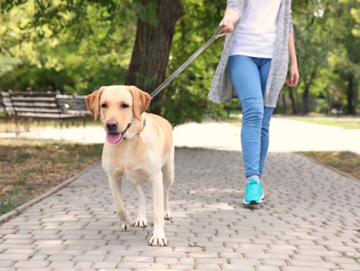 Deiezioni di cani, multe fino a 500 euro per chi non pulisce